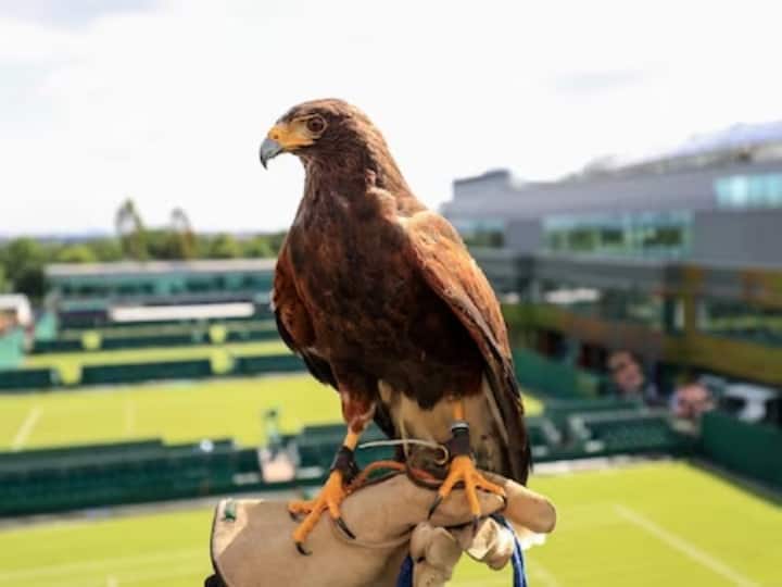 Eagle gets special duty during Wimbledon, read what works during the match