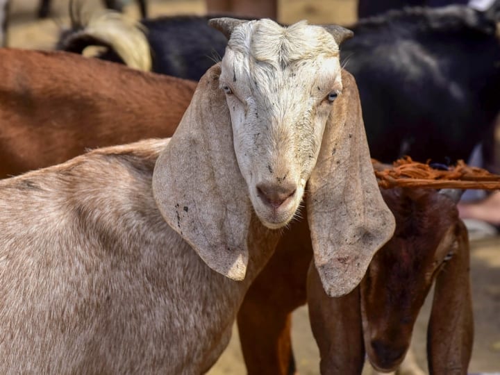 Goat's life saved in a fight between two people, not sacrificed on Bakrid, police engaged in solving the case