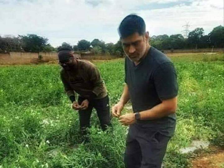 What does MS Dhoni grow in his farmhouse?  The former captain himself had disclosed