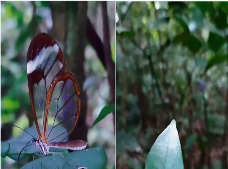 Glasswing Butterfly : दुनिया की सबसे अनोखी तितली, उड़ते समय गायब हो जाते हैं पंख, वीडियो देख चौंक उठेंगे आप