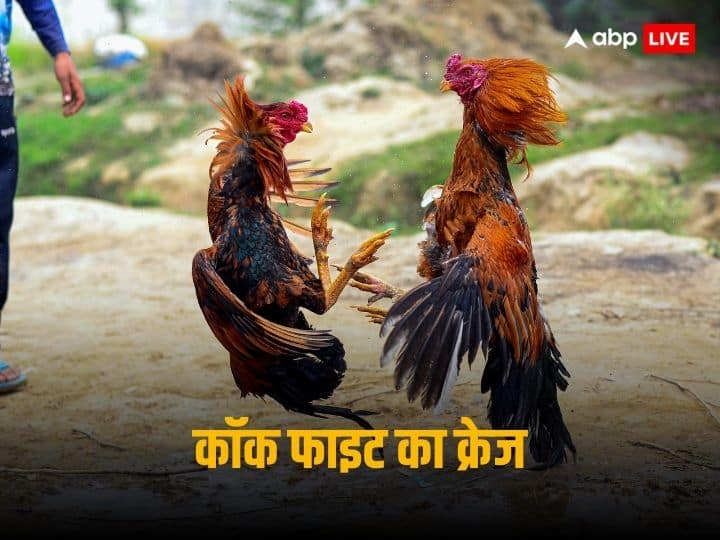 Despite Supreme Court ban, tremendous cock fight takes place here on Makar Sankranti