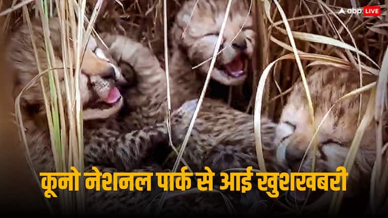 The roar echoed in the jungles again, Namibian cheetah Jwala gave birth to three cubs, see VIDEO